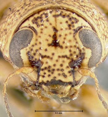 Media type: image; Entomology 8771   Aspect: head frontal view